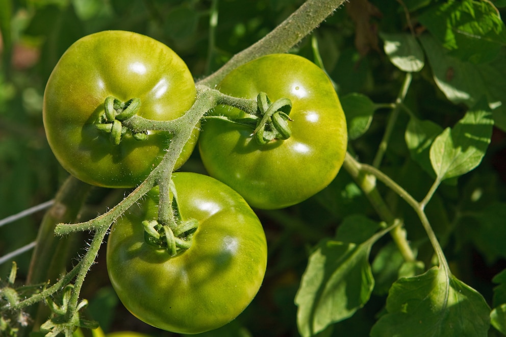 Grüne Tomaten gegessen und Übelkeit? Das ist der Grund